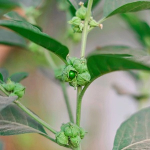 Shilajit en fleurs
