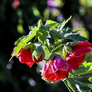 des abutilons rouges