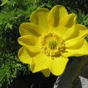 L'adonis des Pyrénées jaune