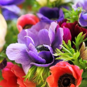 des anémones colorées : violets, rouges