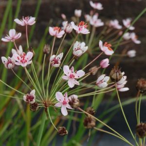 Des butomus roses aux nuances de blancs