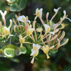 le chèvrefeuille des Baléares blanc