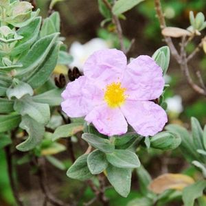 la ciste cotonneux rose aux nuances de blancs