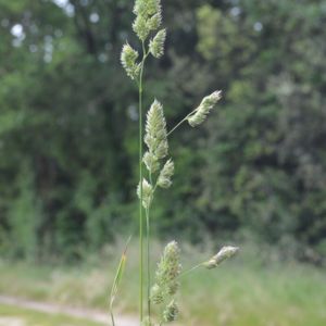 le dactyle aggloméré vert