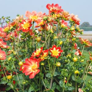 des dahlias géants rouges et jaunes