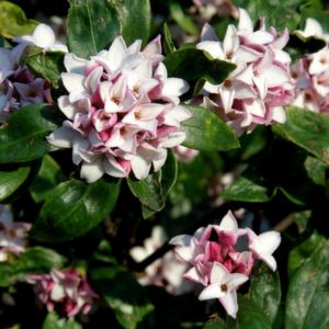 Des daphnés blanches aux nuances de roses