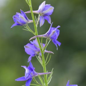 la dauphinelle d'ajax violette