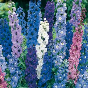 des delphiniums colorés : bleus, blancs, roses