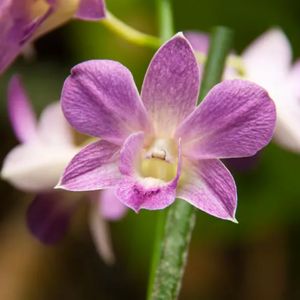 Le dendrobium mauve