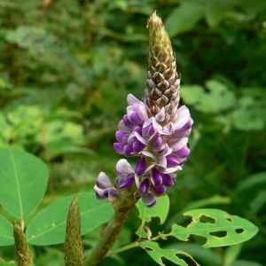 le desmodium mauve