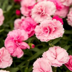 les dianthus roses