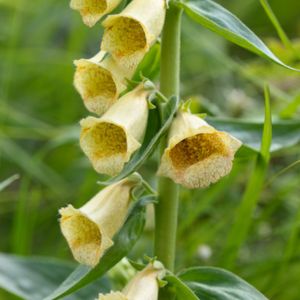 des digitales à grandes fleurs jaunes