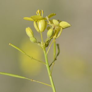 le diplotaxis de Lagasca jaune