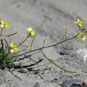 les diplotaxis de Lorqui jaunes