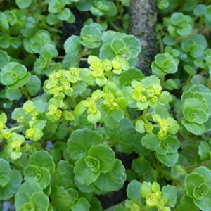 des dorines à feuilles opposées jaunes et vertes