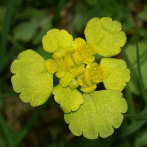 des dorines jaunes