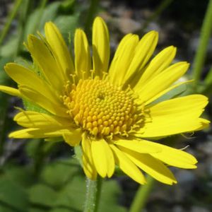 le dornic à feuilles cordées jaune