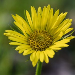 le doronic plantain jaune