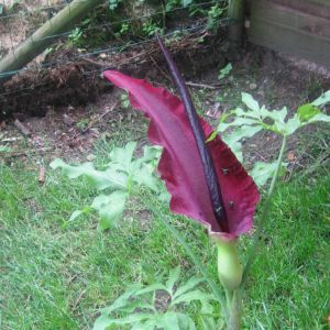 le Dracunculus vulgaris rouge 