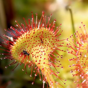 La drosera à feuilles rondes rouge et jaune