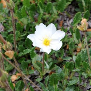 la dryade à huit pétales blanche