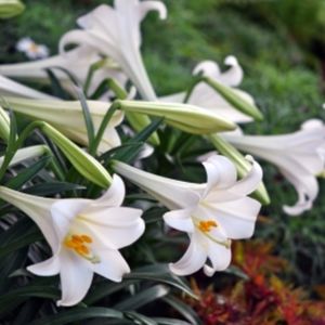 Des Easters Lily blanches