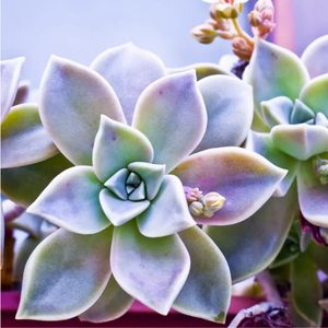 des echeverias blanches aux nuances de rose et de vert