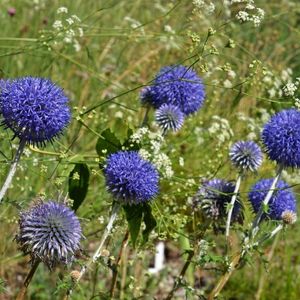 des echinops violets