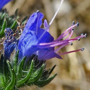 l'échium bleu avec une nuance de rose