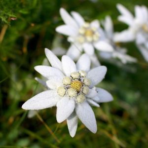 des edelweiss blanches