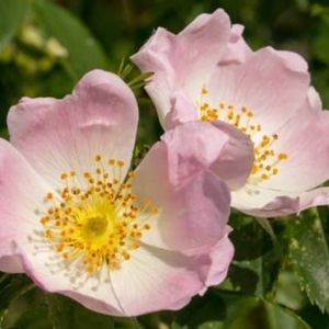 des églantiers roses aux nuances de blancs