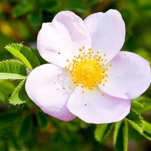 l'églantine blanche avec une nuance de rose