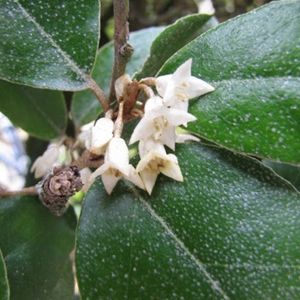 des élaeagnus blanches