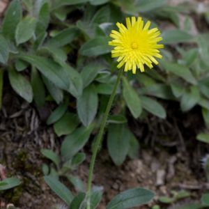 l'épervière de Lepeletier jaune