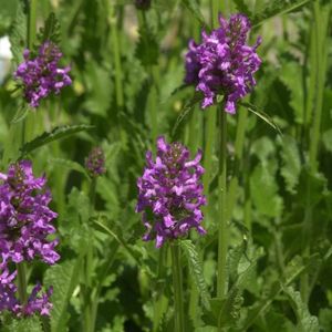 des épiaires officinales Bétoine violettes