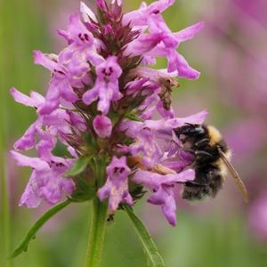 des épiaires officinales mauves