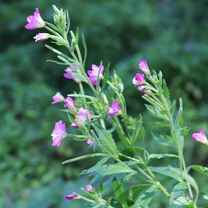 des épilobes à petites fleurs roses