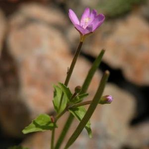 l'épilobe des collines rose