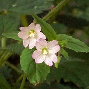 les épilobes des montagnes blanches aux nuances de roses