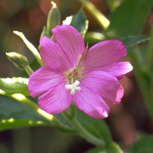 l'épilobe hirsute rose