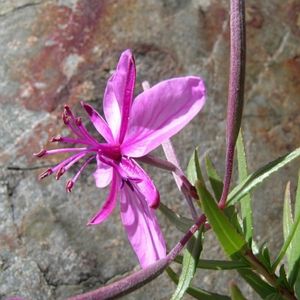 l'épilobe romarin rose