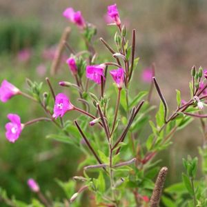 des épilobes roses