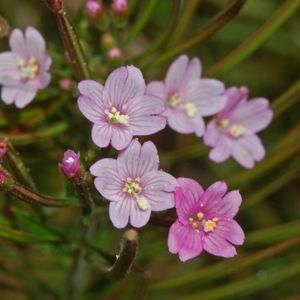 des épilobiums roses