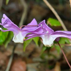 des epimediums mauves