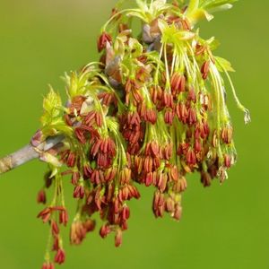 des érables negundo marrons 