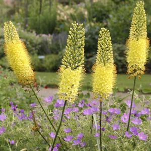 des eremurus jaunes