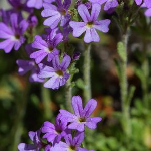 les érines des Alpes mauves