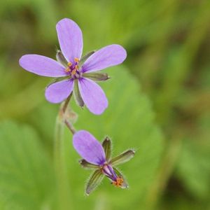 des érodiums à feuilles mauves