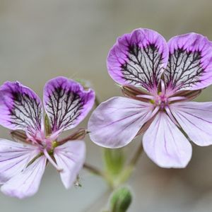 des érodiums glanduleux roses aux nuances de blancs