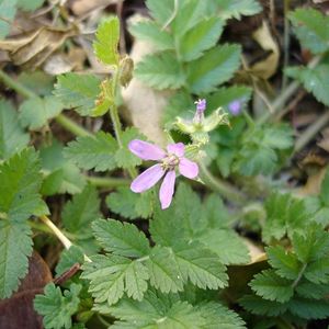 l'erodium mauve